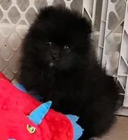 Rowdy, a male Pomeranian for sale in Tenino, WA – 5 of 10