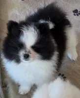 PO, a female Pomeranian for sale in Tenino, WA – 8 of 9