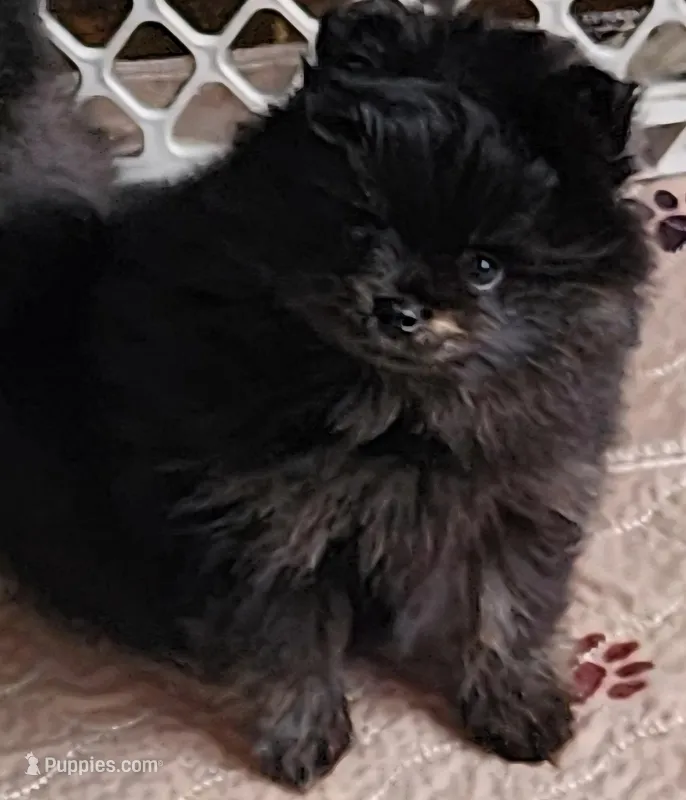 Shadow, a female Pomeranian for sale in Tenino, WA – 1 of 9