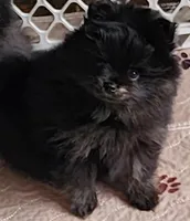 Shadow, a female Pomeranian for sale in Tenino, WA – 1 of 9