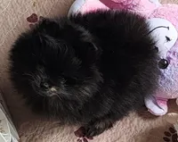 Shadow, a female Pomeranian for sale in Tenino, WA – 5 of 9