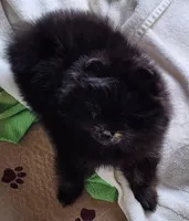 Shadow, a female Pomeranian for sale in Tenino, WA – 8 of 9