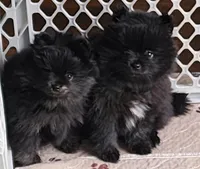 Shadow, a female Pomeranian for sale in Tenino, WA – 7 of 9