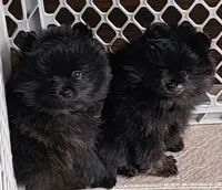 Shadow, a female Pomeranian for sale in Tenino, WA – 9 of 9