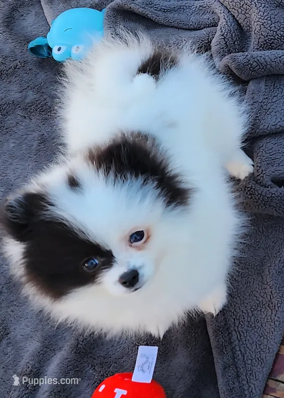 Koona – Pomeranian puppy for sale in Tenino, WA