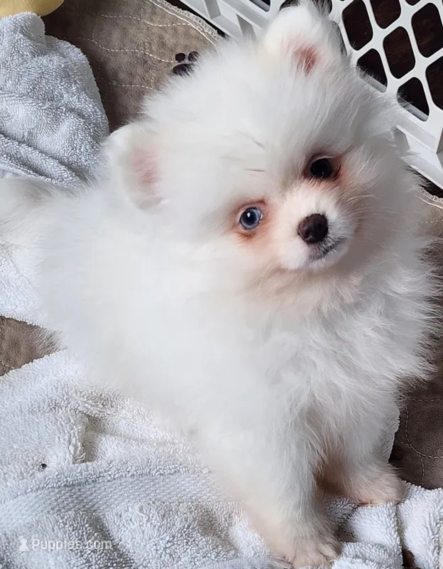 Skylar – Pomeranian puppy for sale in Tenino, WA