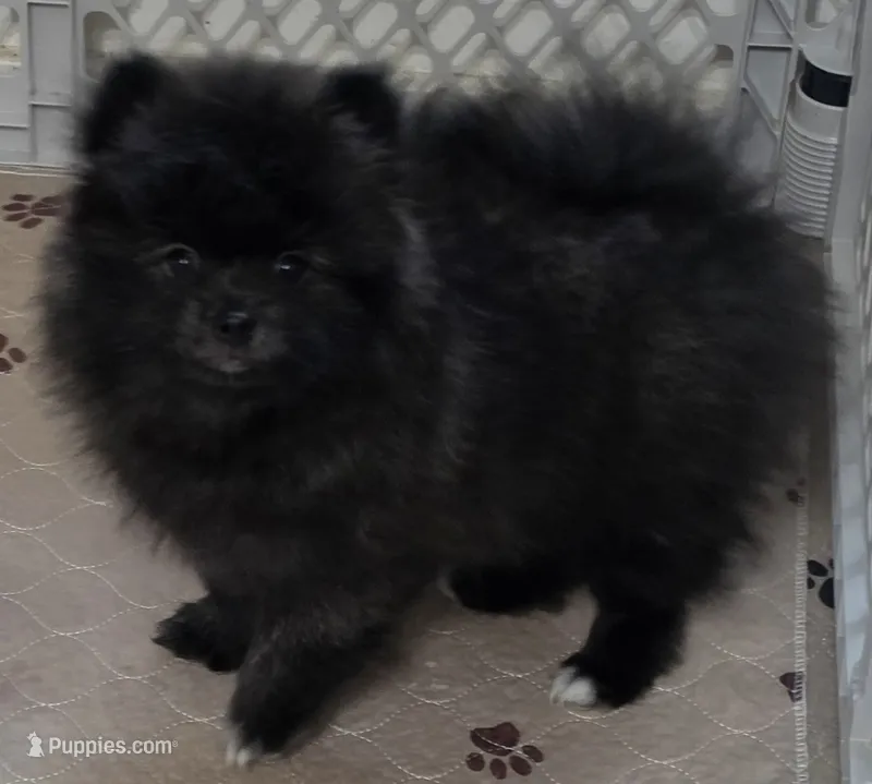 Whiskey – Pomeranian puppy for sale in Tenino, WA