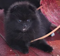 Rowdy, a male Pomeranian for sale in Tenino, WA – 7 of 10