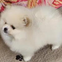 Olly, a male Pomeranian for sale in Tenino, WA – Photo 6 of 9