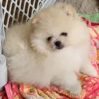 Olly, a male Pomeranian for sale in Tenino, WA – Photo 5 of 9