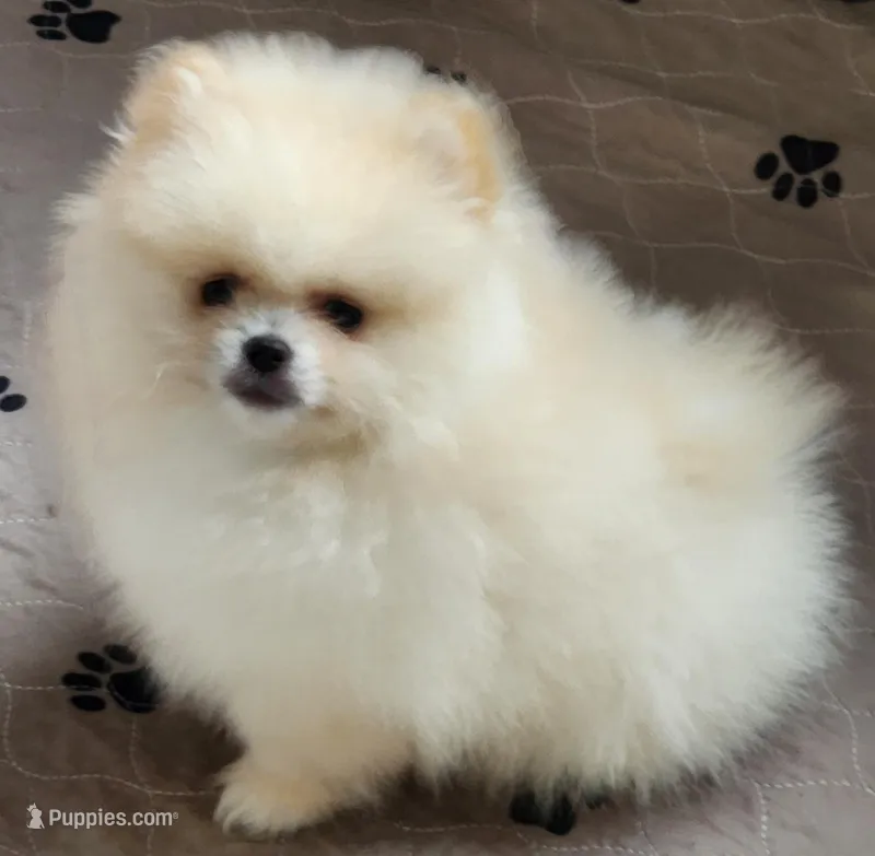 Olly – Pomeranian puppy for sale in Tenino, WA