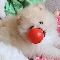 Olly, a male Pomeranian for sale in Tenino, WA – Photo 1 of 9