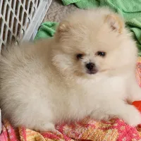 Olly, a male Pomeranian for sale in Tenino, WA – Photo 8 of 9
