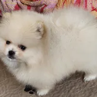 Olly, a male Pomeranian for sale in Tenino, WA – Photo 7 of 9