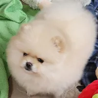 Olly, a male Pomeranian for sale in Tenino, WA – Photo 4 of 9