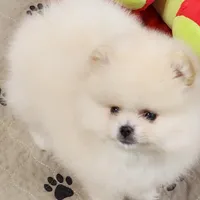 Olly, a male Pomeranian for sale in Tenino, WA – Photo 3 of 9