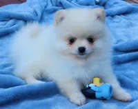 Stella , a female Pomeranian for sale in Tenino, WA – 3 of 7