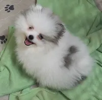 Tid Bit, a female Pomeranian for sale in Tenino, WA – 4 of 4