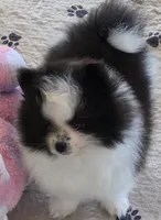 PO, a female Pomeranian for sale in Tenino, WA – 5 of 9