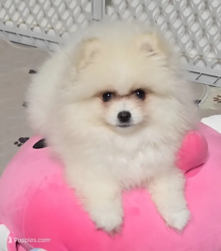 Mr. Pickles – Pomeranian puppy for sale in Tenino, WA