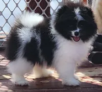 Grace, a female Pomeranian for sale in Tenino, WA – 5 of 6