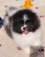 Grace, a female Pomeranian for sale in Tenino, WA – 3 of 6