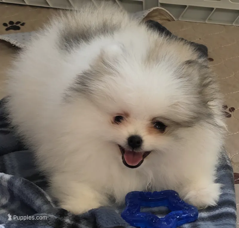 Tid Bit – Pomeranian puppy for sale in Tenino, WA