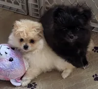 Whiskey, a male Pomeranian for sale in Tenino, WA – 3 of 8
