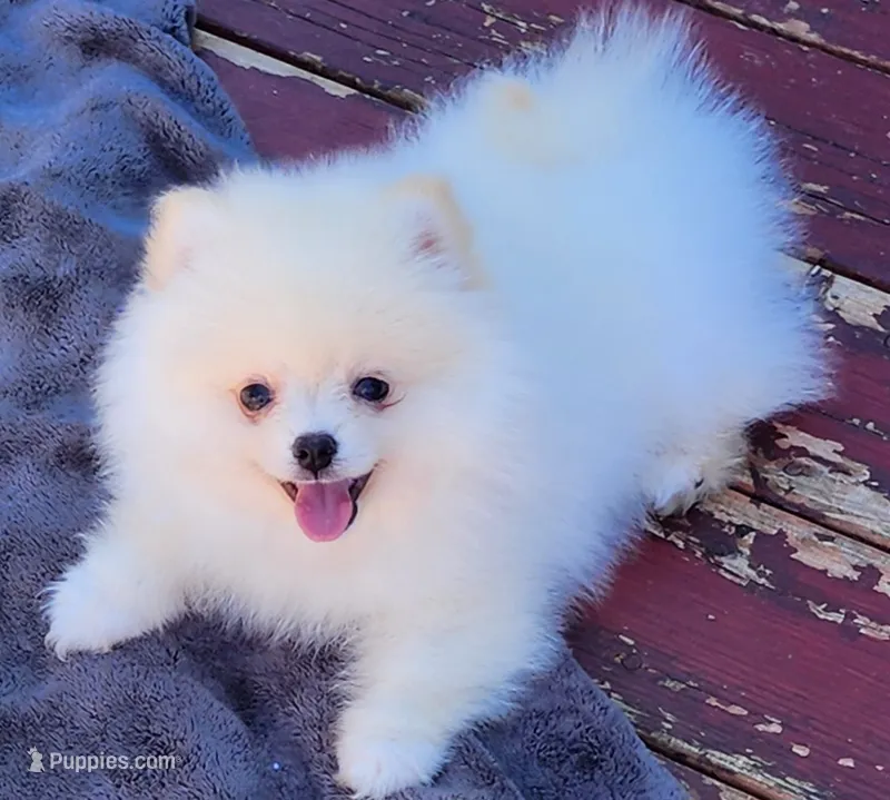 Stella  – Pomeranian puppy for sale in Tenino, WA