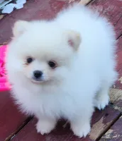 Stella , a female Pomeranian for sale in Tenino, WA – 6 of 7