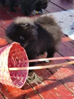 Rowdy, a male Pomeranian for sale in Tenino, WA – 10 of 10