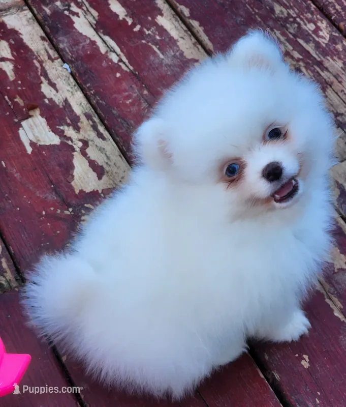 Skylar – Pomeranian puppy for sale in Tenino, WA