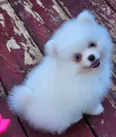 Skylar, a male Pomeranian for sale in Tenino, WA – 1 of 7