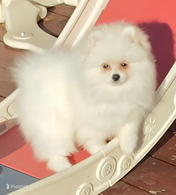 Fidget – Pomeranian puppy for sale in Tenino, WA