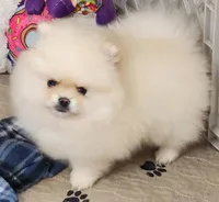 Spud, a male Pomeranian for sale in Tenino, WA – Photo 6 of 9