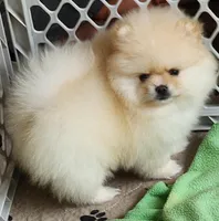 Spud, a male Pomeranian for sale in Tenino, WA – Photo 1 of 9