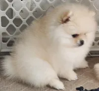 Spud, a male Pomeranian for sale in Tenino, WA – Photo 7 of 9