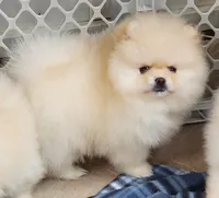 Spud, a male Pomeranian for sale in Tenino, WA – Photo 4 of 9