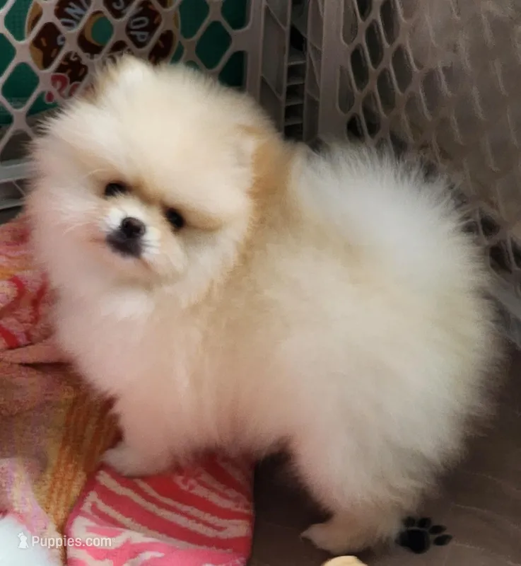 Spud – Pomeranian puppy for sale in Tenino, WA