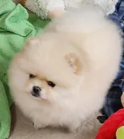 Spud, a male Pomeranian for sale in Tenino, WA – Photo 5 of 9