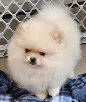 Spud, a male Pomeranian for sale in Tenino, WA – Photo 3 of 9