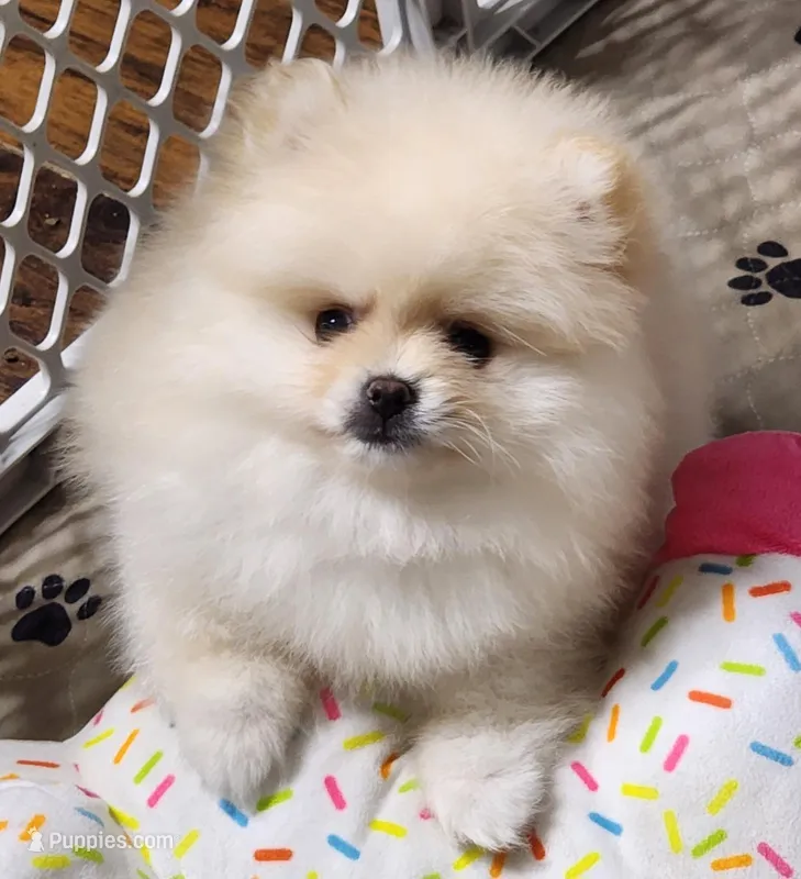 Spud – Pomeranian puppy for sale in Tenino, WA