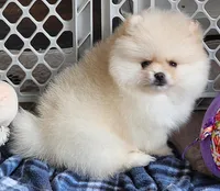 Spud, a male Pomeranian for sale in Tenino, WA – Photo 8 of 9