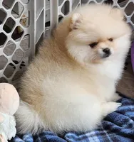 Spud, a male Pomeranian for sale in Tenino, WA – Photo 9 of 9