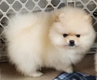 Spud, a male Pomeranian for sale in Tenino, WA – Photo 2 of 9