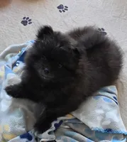 Whiskey, a male Pomeranian for sale in Tenino, WA – 5 of 8