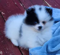 Koona, a female Pomeranian for sale in Tenino, WA – 3 of 5