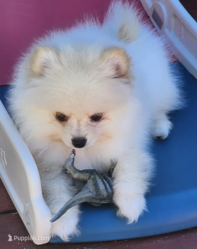 Stella  – Pomeranian puppy for sale in Tenino, WA