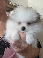 Tid Bit, a female Pomeranian for sale in Tenino, WA – 3 of 4