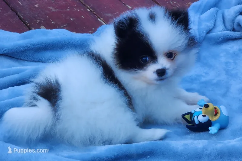 Koona – Pomeranian puppy for sale in Tenino, WA